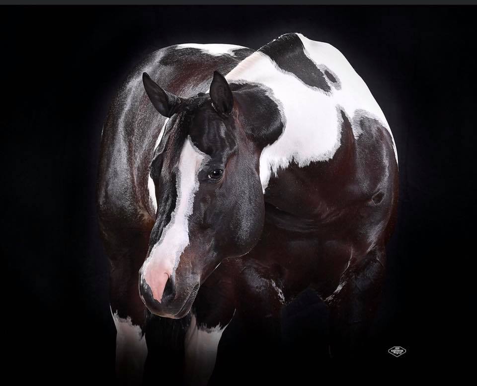 A black and white horse standing in the dark.