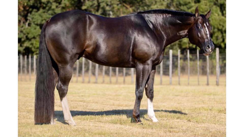 A horse standing in the grass with its head down.