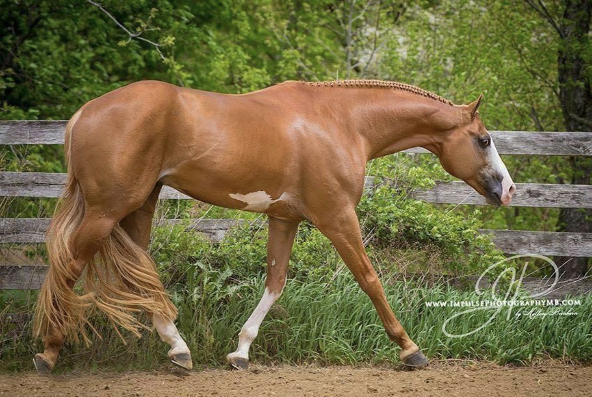 A horse is walking on the dirt near some bushes.