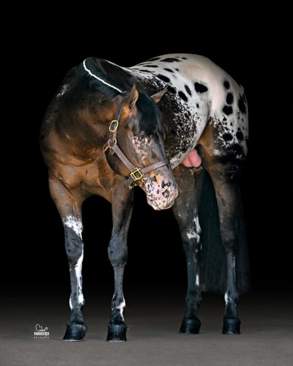 High Rise Star - Bay Appaloosa Stallion - CA$H FOR COLOR