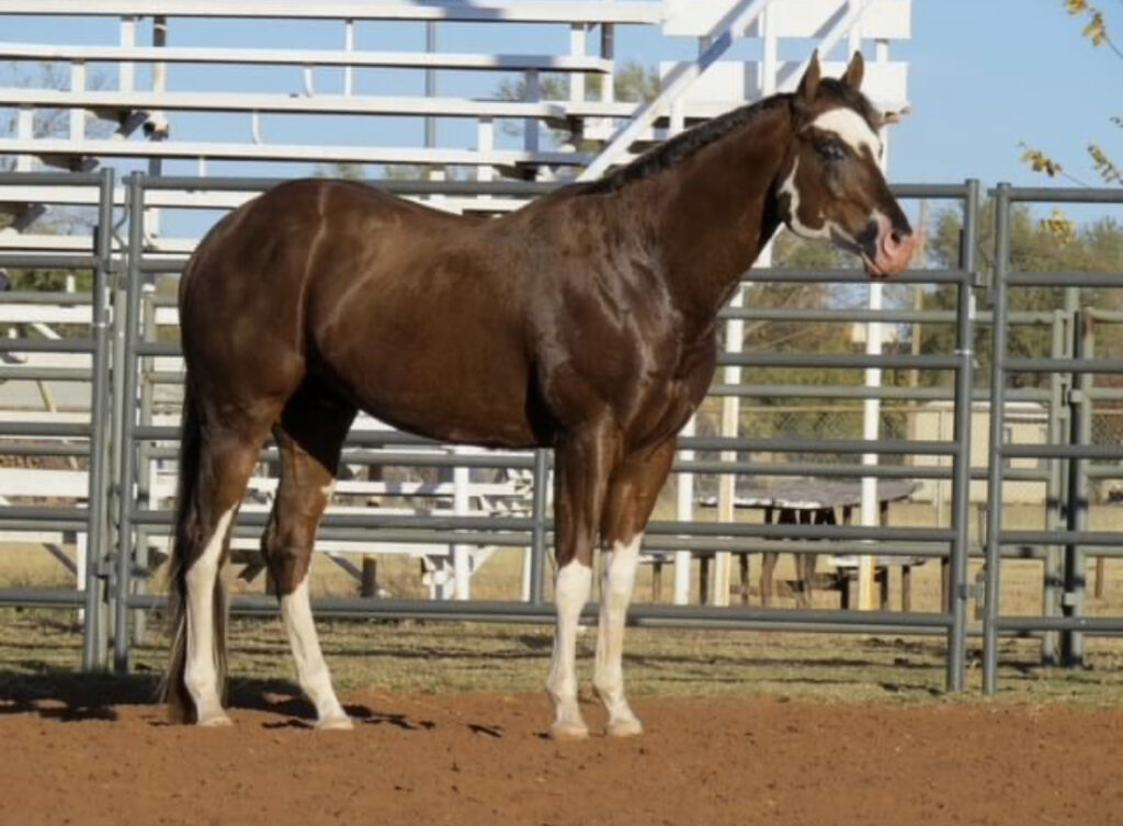 A horse standing in the dirt near a fence.