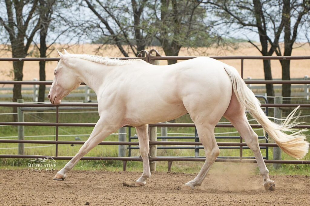 A white horse is walking in the dirt.