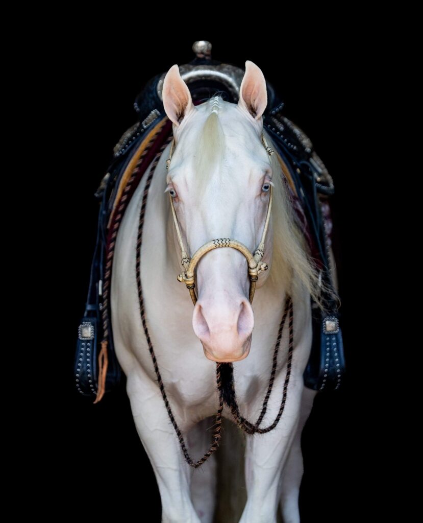 A white horse is walking in the dirt.