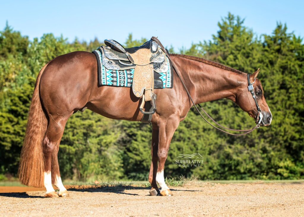 A horse with a saddle on its back stands in the dirt.