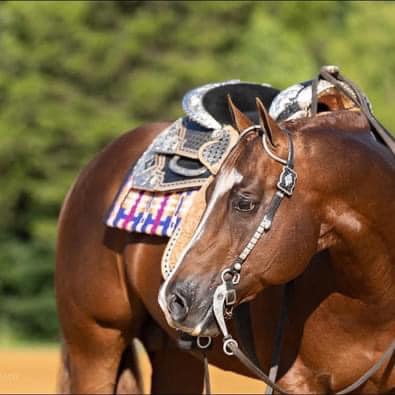 A horse with a saddle on it's back.