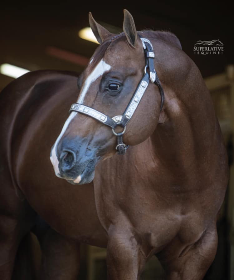 A horse with a white stripe on its head.