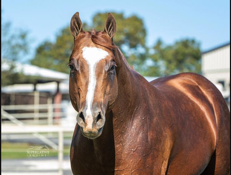 A brown horse with white stripes on its face.