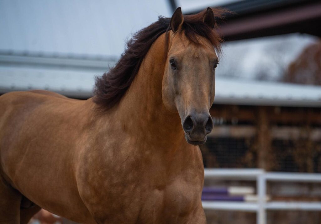 A horse with long mane standing in the barn.