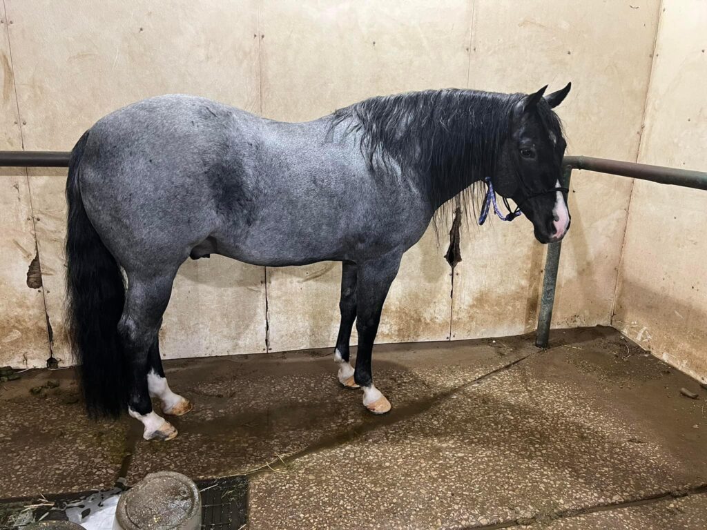 A horse standing in the middle of an enclosure.