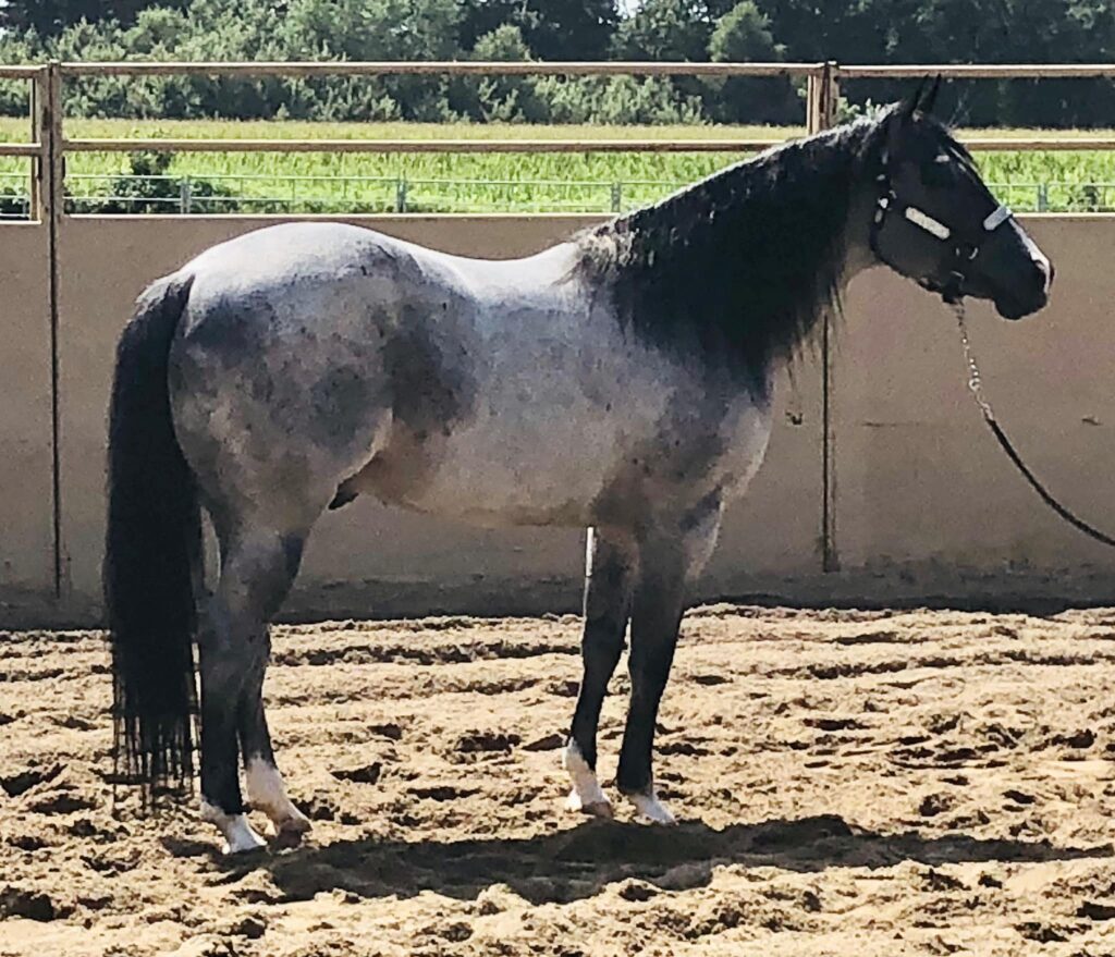 A horse standing in the dirt with its head down.