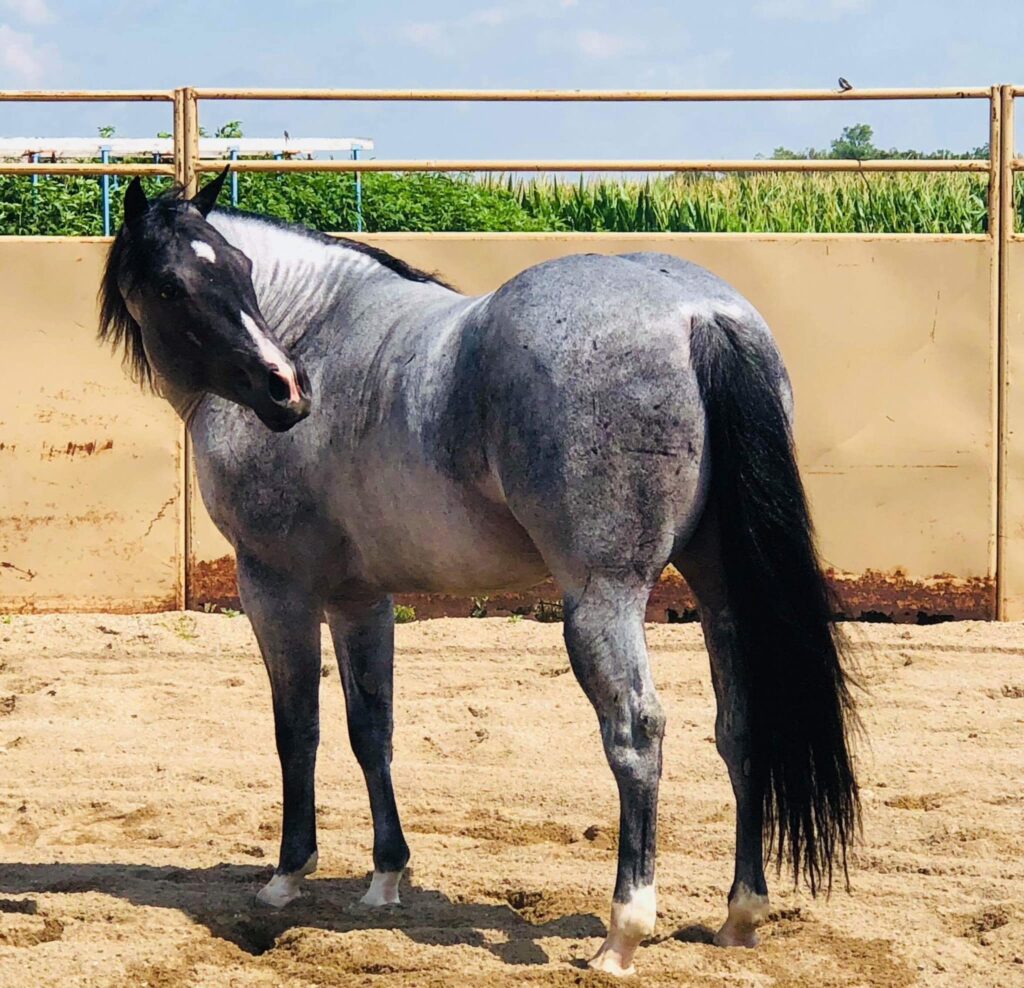 A horse standing in the dirt with its head turned to the side.