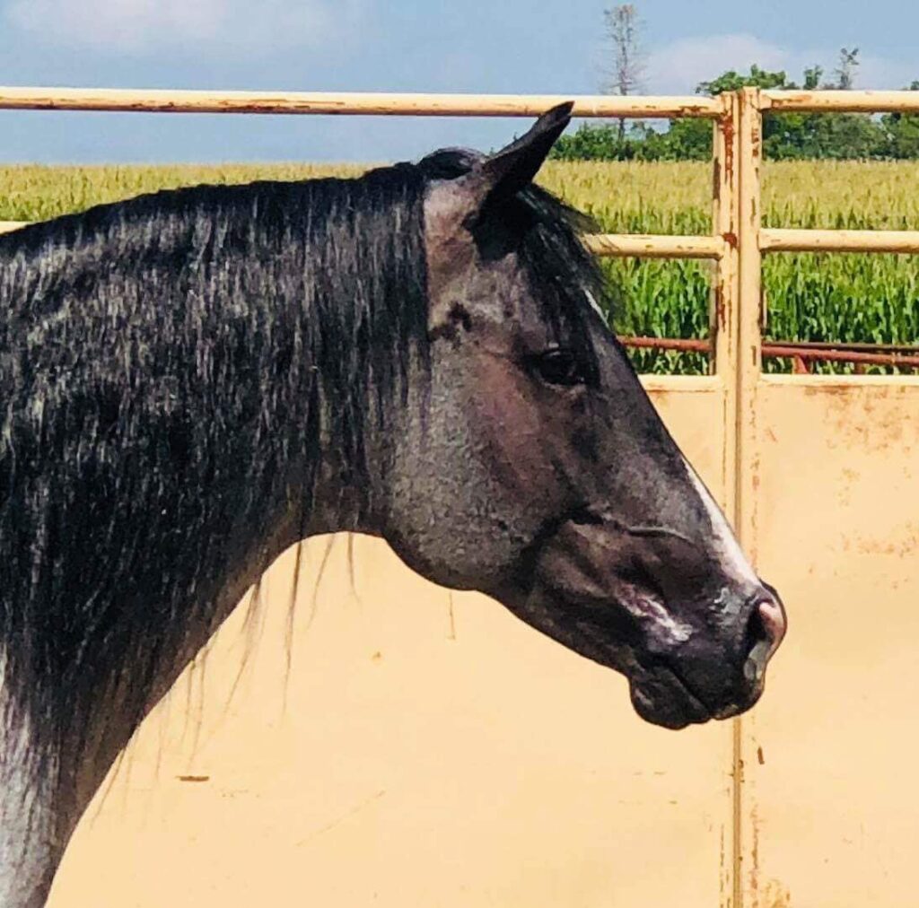 A black horse standing in front of a fence.