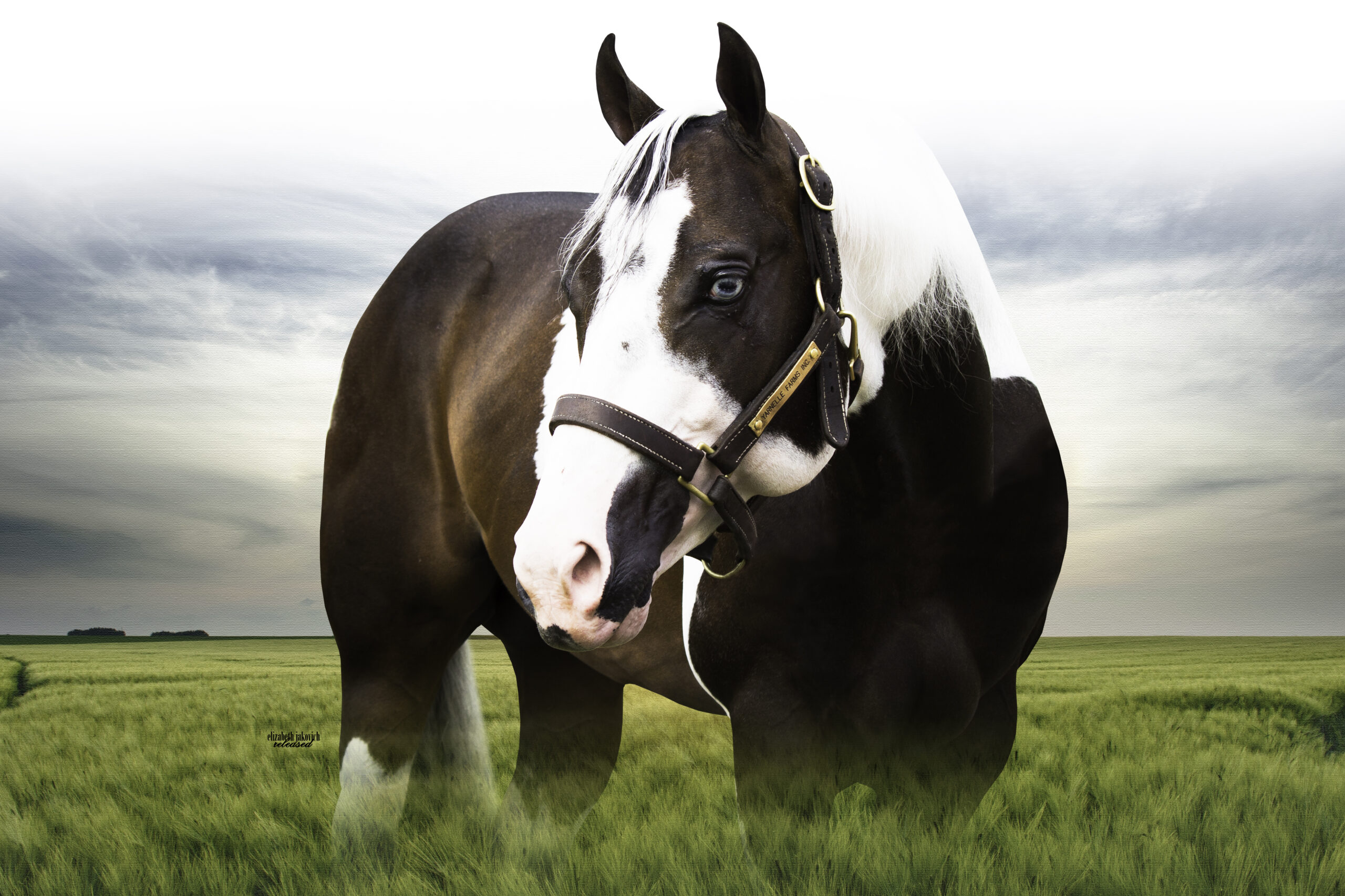 A horse standing in the grass with its head on his neck.