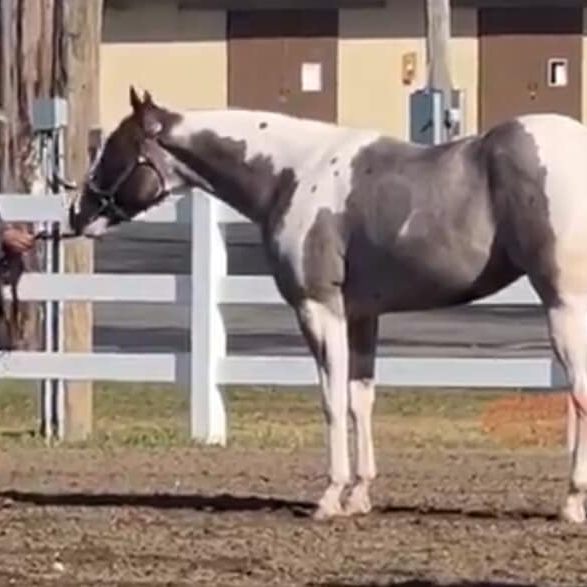 A horse standing in the dirt next to a fence.