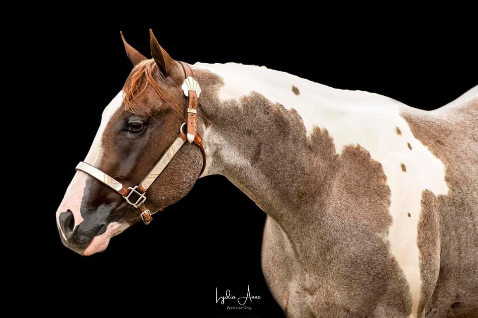 A horse with brown spots and white markings.