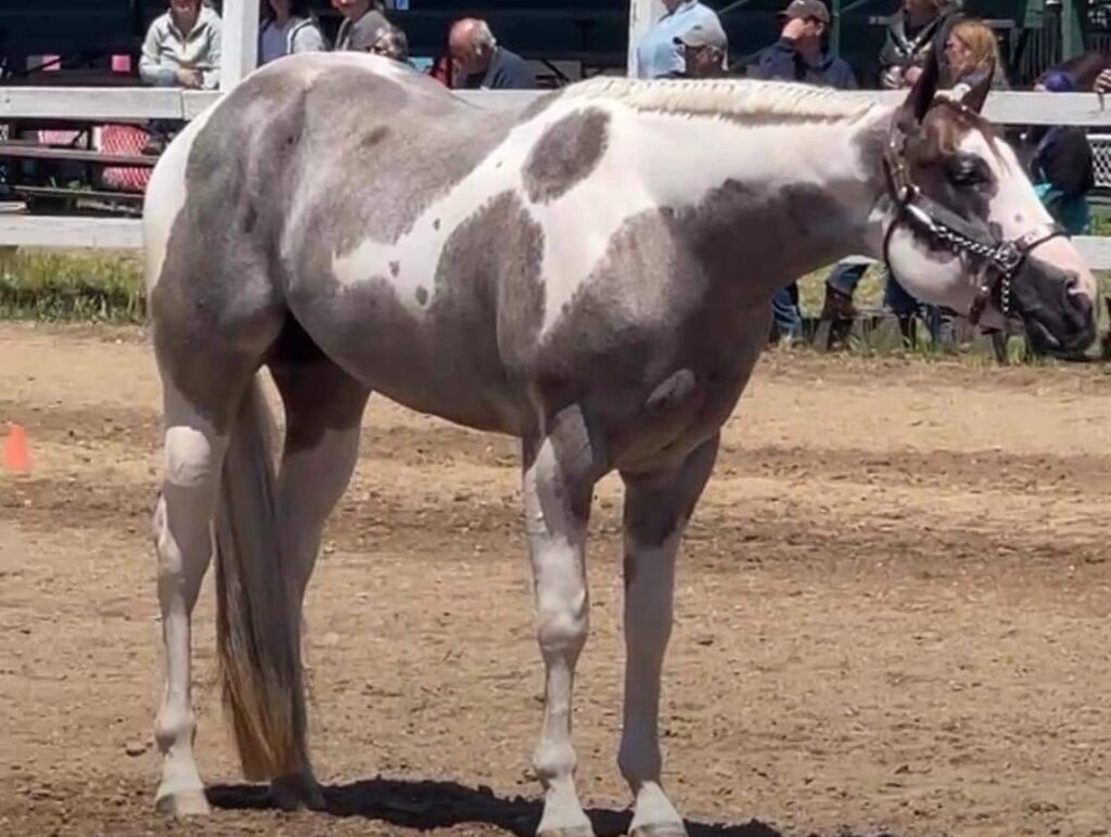 A horse standing in the dirt next to a fence.