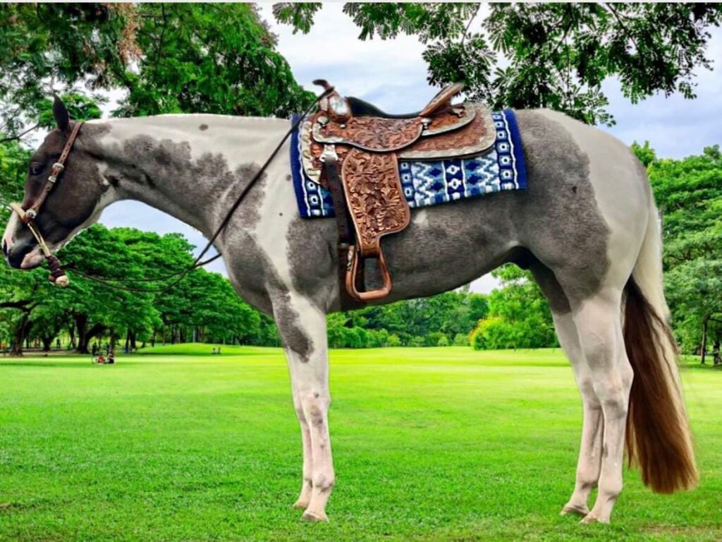 A horse standing in the dirt next to a fence.