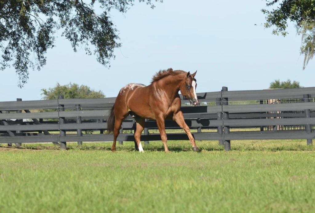 A horse is running in the grass near a fence.