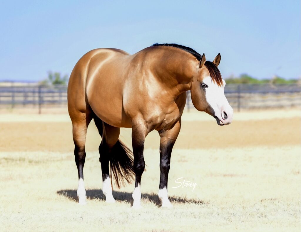 A horse standing in the middle of an open field.