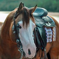 A horse standing in the middle of an open field.