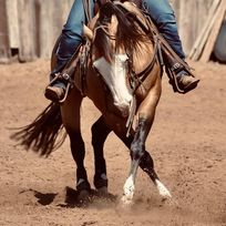 A horse standing in the middle of an open field.