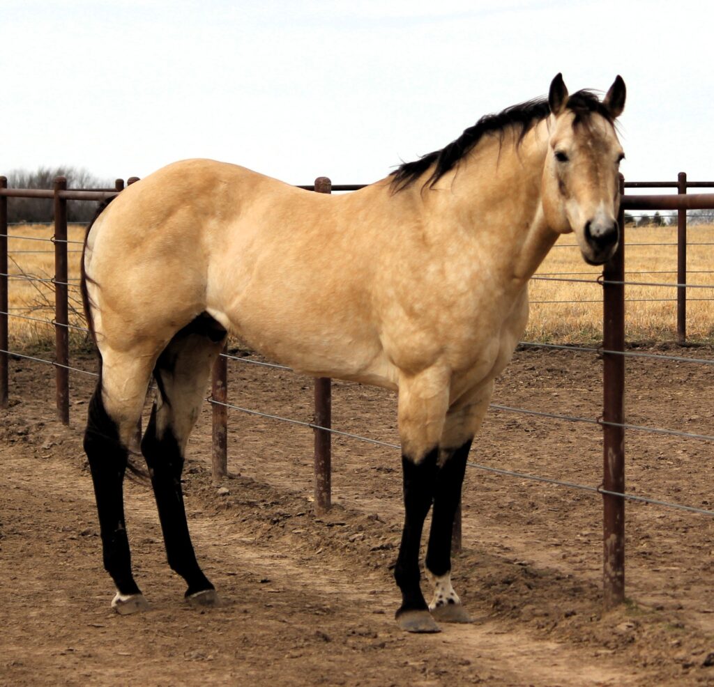 A man and woman standing next to a horse.