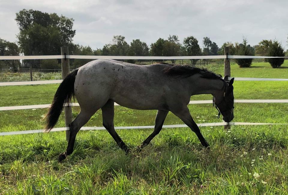 A horse is walking in the grass near a fence.