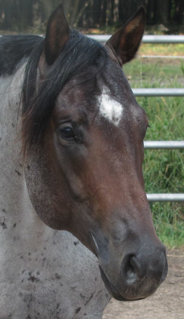 A horse with brown and white fur is standing in front of a fence.