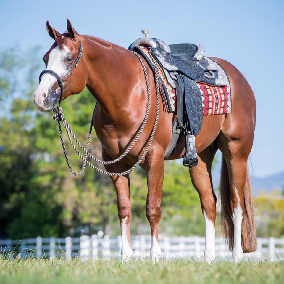 A horse with saddle on in the grass.