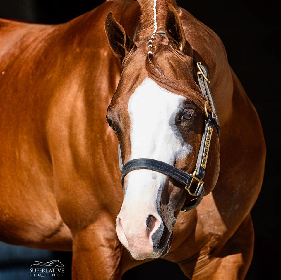 A horse with a white nose and black halter.