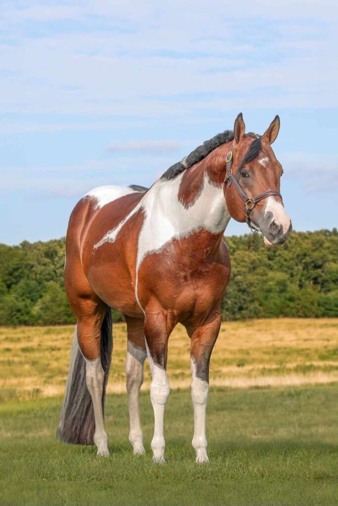 A brown and white horse standing in the grass.