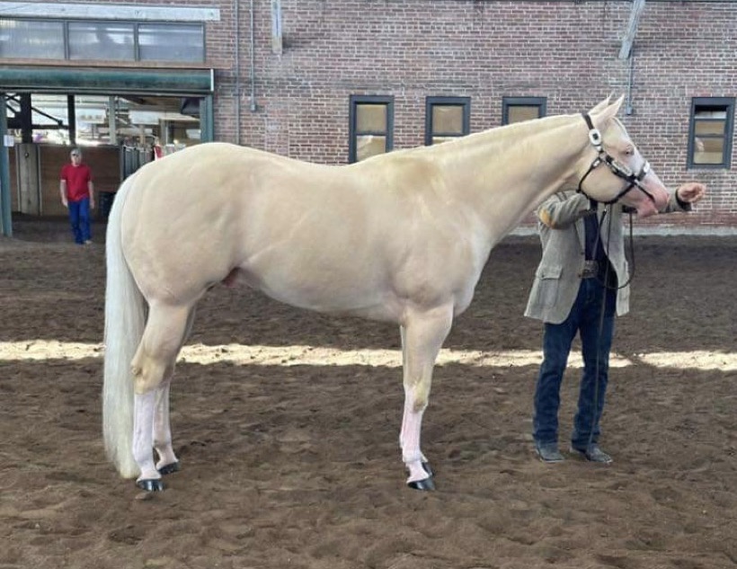 A person standing next to a white horse.