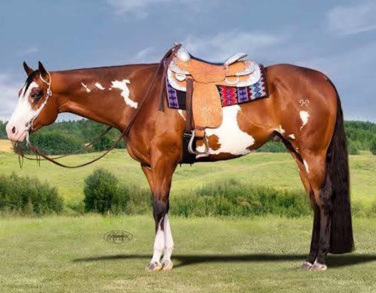 A horse with a saddle on its back stands in the grass.