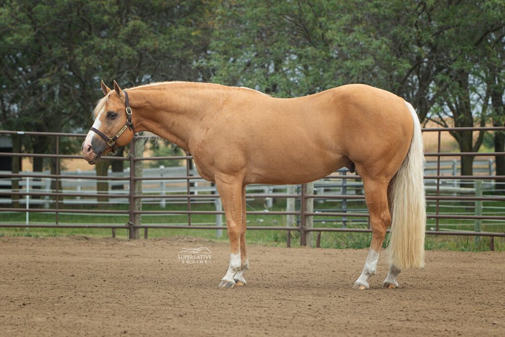 A horse standing in the dirt with its mouth open.