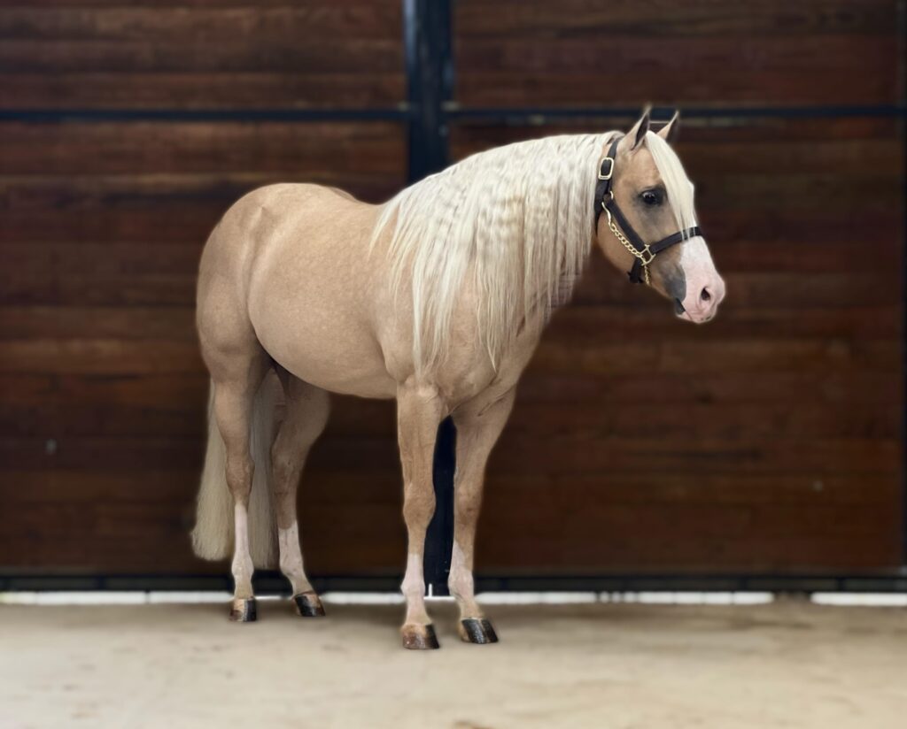 A horse standing in front of a wooden wall.