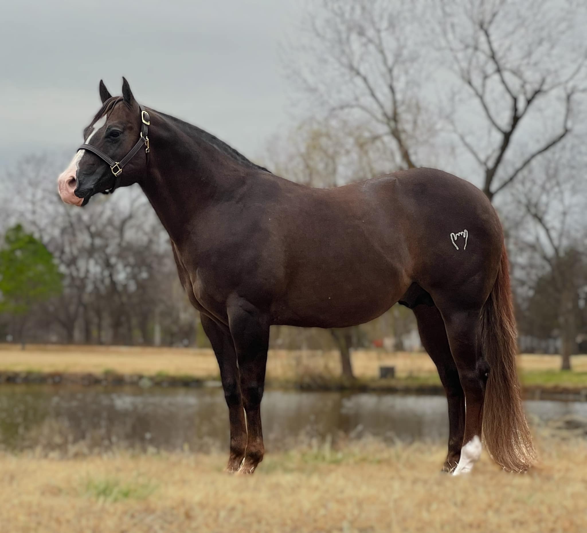 A horse standing in the grass near water.