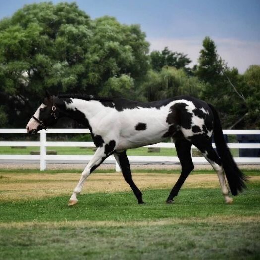 A black and white horse walking in the grass.