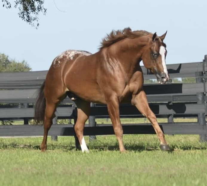 A horse standing in the dirt with its mouth open.