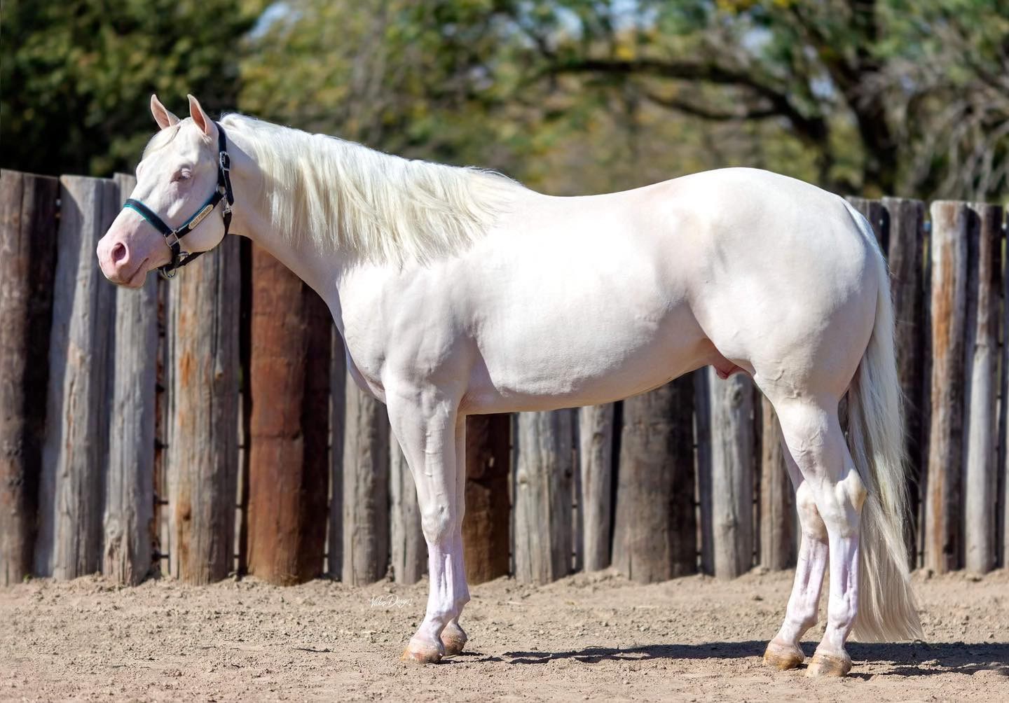 A white horse standing in front of a fence.