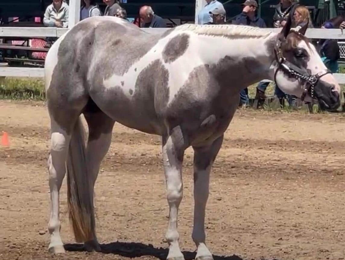 A horse standing in the dirt with its mouth open.