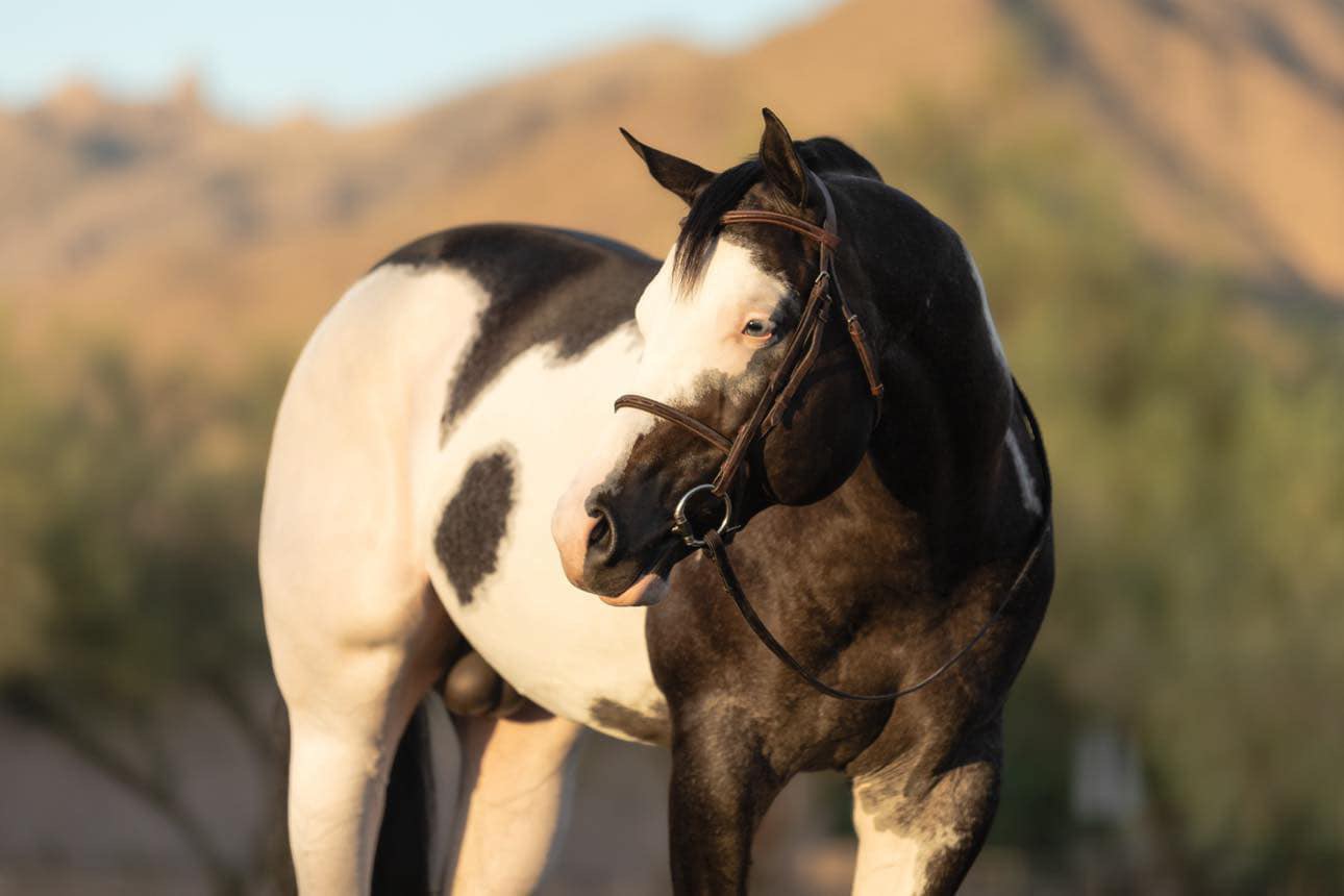 A horse standing in the dirt with its mouth open.