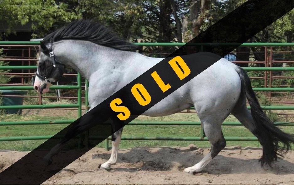 A horse is sold in the dirt with an arrow on it.