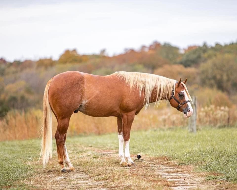 A horse standing in the dirt with its mouth open.