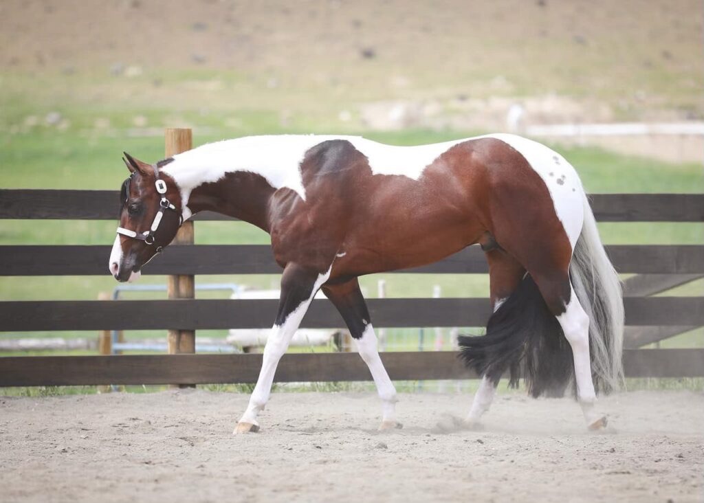 A horse standing in the dirt with its mouth open.