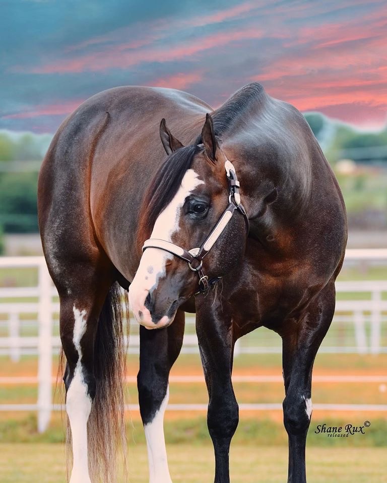 A horse standing in the dirt with its mouth open.